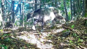 Забытый гость Приморья: амурский горал вернулся в Уссурийский заповедник