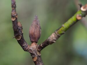 Инвазивный гриб из США закрыл экотропу в Сихотэ-Алинском заповеднике