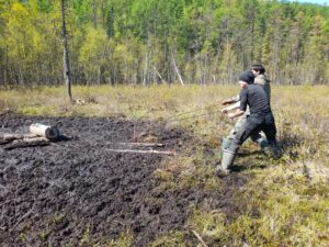 Пришла за солью и увязла: как в Бурятии вызволяли из топи изюбриху