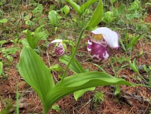 Северная орхидея взывает о помощи: краснокнижный цветок на грани исчезновения