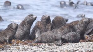 Щенки тюленей Охотского моря: от детских драк к выживанию