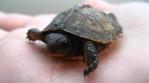 Маленькие герои большой реки: черепахи вернулись в Амур благодаря школьникам