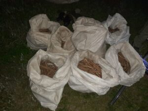 Бизнес на корню: как в Приамурье уничтожают краснокнижные растения