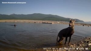 Зачем горалы в Приморье переплывают озера и бухты?