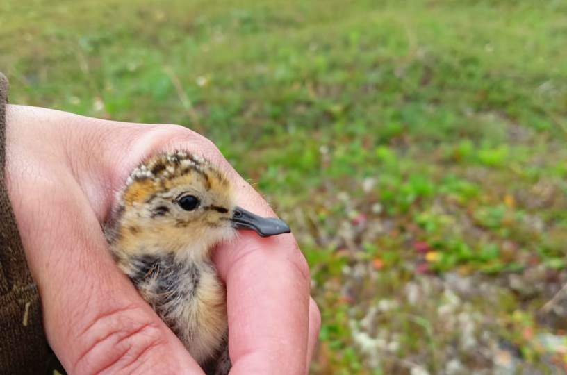 Борьба за выживание: кулик-лопатень вынужденно покинул побережья Камчатки