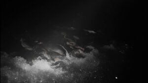 Горбуша идет на нерест: древний инстинкт против современных угроз на Амуре