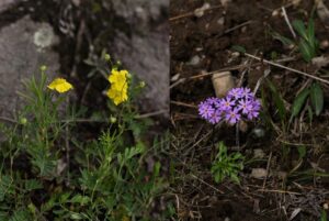 Краснокнижный первоцвет на Камчатке оказался под угрозой из-за автодороги