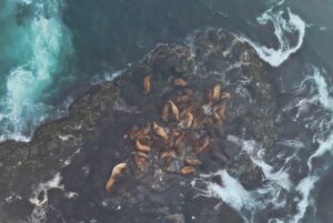 Дроны на страже сивучей: как изучают заповедные Курилы