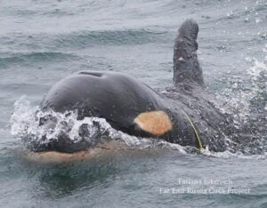 Пластиковая удавка угрожает жизни детеныша косатки на Камчатке