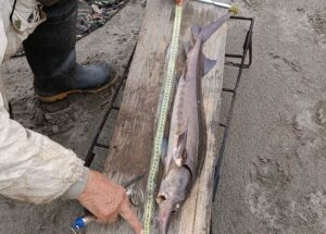 Угроза из глубин: в рыбе из притока Лены ищут ртуть и свинец