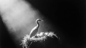 Битва за омуля: на Байкале предлагают разорять гнезда бакланов