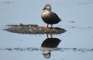 Будущее черной кряквы в Приамурье зависит от сохранения болот