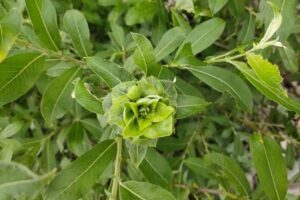 Зеленые розы на ивах в Хабаровском крае: кто автор необычных цветов?