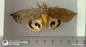 Тропическая бабочка на Командорах: случайность или тревожный сигнал?