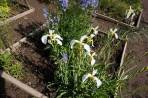 Цена прогресса: якутские ирисы исчезли из дикой природы