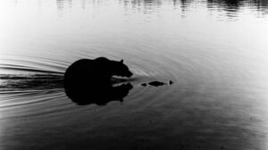 Голодный хищник: как дефицит рыбы на Сахалине ведет к трагедиям