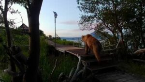 В Кроноцком заповеднике установили весы на пути медведей к нерестилищу