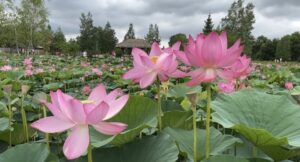 Лотос Комарова в Хабаровском крае зацвел на две недели раньше срока