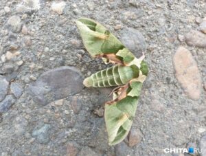 Бражник Татаринова в Забайкалье: новый житель или случайный турист?