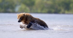 Курильское озеро стало главной столовой для камчатских медведей