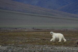 Остров Врангеля: какой след оставляет турист в арктической тундре