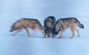 Ошибка человека: как на Чукотке борьба с волками породила нового хищника