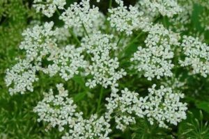 Охота на краснокнижный корень: чем грозит сбор Сапожниковии в Забайкалье