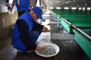 Золотая рыбка, дырявое ведро: что мешает спасти байкальского омуля