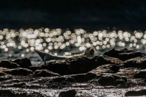 Морские котики вернулись в промышленную гавань Петропавловска-Камчатского