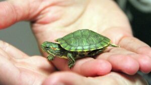 Красноухие черепахи в Хабаровске: чем опасен выпуск питомцев в дикую среду