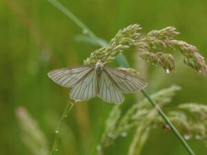 Нашествие бабочек в Бурятии: как засуха и жара ослабили защиту лесов
