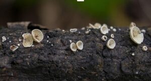 Новый вид грибов открыли в лесах Сихотэ-Алинского заповедника