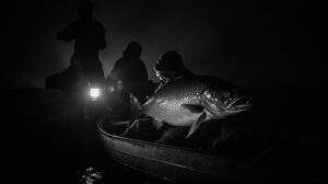 Скидка на браконьерство: в Якутии хотят снизить штрафы за краснокнижного осетра