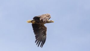 Орлан-белохвост в Приморье: первое гнездо за сто лет на острове Фуругельма