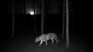 Африканская чума свиней подрывает кормовую базу амурского тигра