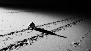 Расстреляны и раздавлены: почему гибнут тюлени на побережье Сахалина