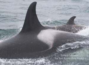 Пластиковая ловушка: на Камчатке ищут опутанного лентой детеныша косатки