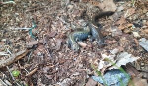 Сибирский углозуб: как освоение земель угрожает таежным амфибиям