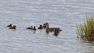 Бэби-бум на Камчатке: как не навредить птенцам излишней заботой