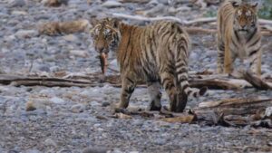 Нетипичная охота: амурские тигрята научились ловить рыбу в заповеднике