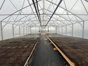 Теплицы для тайги: почему 400 гектаров саженцев не решат проблему