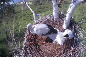 Человек в гнезде аиста: спасение птенца на фоне истощения кормовой базы