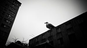 Голодное море, полные свалки: почему чайки так любят Магадан?