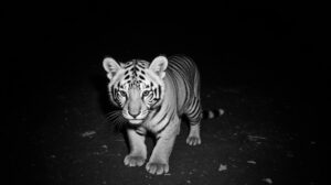 Цена шкуры тигренка: пять лет колонии и 2,4 млн рублей ущерба