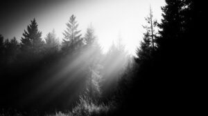 Битва за Амгу: Якутия отстояла свои леса в трех судебных инстанциях