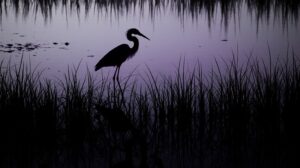 Природа дает шанс: редкие пернатые возвращаются на Дальний Восток