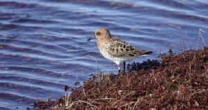 Экспедиция на Чукотке: ученые пересчитали редчайших куликов-лопатней