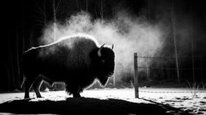 Лесной бизон в Якутии: эксперимент по заселению тайги продолжается