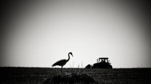 Журавли Амура вынуждены жить на территориях охоты и земледелия