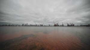 Концентрация опасных водорослей в Приморье превысила норму в сотни раз